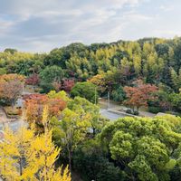コキア,かわいい,楽しみ〜,花のある暮らし,紅葉（こうよう）の画像