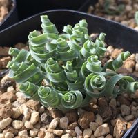 アルブカ,アルブカ,アルブカ コンコルディアナ,アルブカ コンコルディアナ,アルブカ属の画像