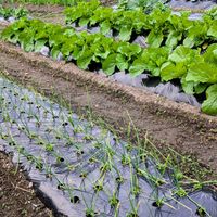 玉ねぎ,大根,ネギ,キャベツ,ほうれん草の画像