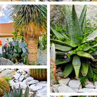 エニシダ,サボテン,ブッドレア,ヒメイワダレソウ,ギンギツネの画像