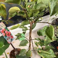 アンズ,ニコニコット(杏)の画像