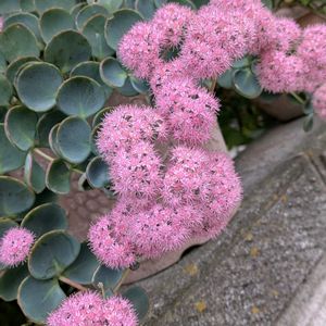 ミセバヤ,ミセバヤ（タマノオ/玉緒）,ミセバヤ(見せばや),ミセバヤの紅葉。,ミセバヤの新芽。の画像