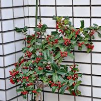 皇帝ダリア,皇帝ダリア,無花果,無花果,西洋柊の画像