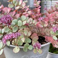 ミセバヤ,ミセバヤ,ミセバヤ,ミセバヤ,リュウキンカの画像