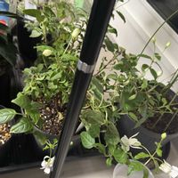 フクシアの画像