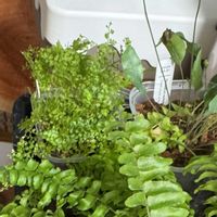 ネフロレピス マリサ,ネフロレピスの画像