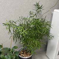 アスパラガス,アスパラガス　ファルカタスの画像