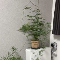 アスパラガス・プルモーサス・ナナス,アスパラガスの画像