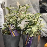 ヒサカキ,残雪の画像