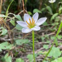 タマスダレ,白い花,庭の画像