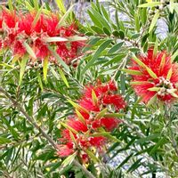 アサガオ,トケイソウ,ブラシの木,キンポウジュ(ブラシの木),季節外れの画像