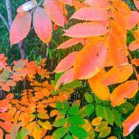 ナナカマド,ヨウシュ ヤマゴボウの画像