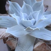 ダドレア,タニラー,ダドレア属の画像