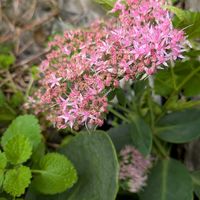 ミセバヤ,オオベンケイソウ,オオベンケイソウ,オオベンケイソウ,オオベンケイソウの画像