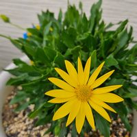 キララ,サントリー キララ イエロー,kahma瀬戸の画像