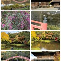 マンホールの蓋,かりんの実,かりんの実,ﾆﾁﾆﾁｿｳ,はぎ(萩)の画像