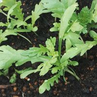 春菊,ガーデニング,ネコ好き,プランター野菜,冬野菜の画像