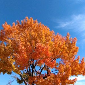 ハナノキ,せんだい農業園芸センター,木曜日は木,ほんわか♥️ほんのり,花咲く乙女たち♡の画像
