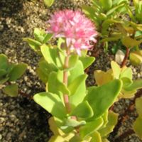 オオベンケイソウ,好古園の画像