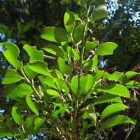 サカキ,樹木の画像