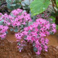 オシロイバナ,オシロイバナ,シュウメイギク,シュウメイギク,センニチコウの画像