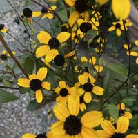 ルドベキア,iPhone撮影,小さな庭の画像