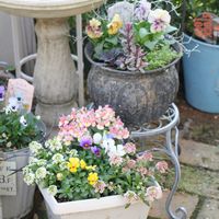 タイム,ネメシア,ハクリュウ,アマゾネス,zaijinビオラの画像