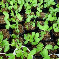 スナップエンドウ,はなっこりー,ソラマメ,我家の野菜達,庭の画像