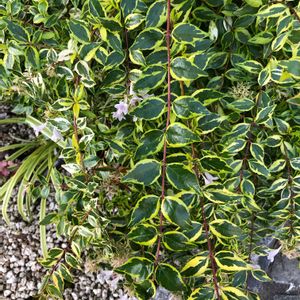 斑入りアベリア,綺麗な葉,ピンクの花♡の画像