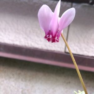 ガーデニング,癒し,花のある暮らし,緑のある暮らし,ハーブのある暮らしの画像