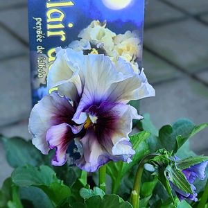 バラ,うえたビオラ シフォンピーチ,バラ 鉢植え,秋バラ,GSのみなさんに感謝♡の画像