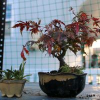 ツメレンゲ,黒松,ヤマモミジ,クラマゴケ,チャノキの画像