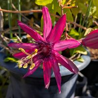 トケイソウ,お出かけ先の画像