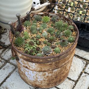 センペルビウム,ガーデニング,サビサビ,センペル寄せ植え,サビ缶の画像