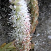 ツメレンゲ,ツメレンゲ,爪蓮華,マクロ撮影,ベンケイソウ科の画像