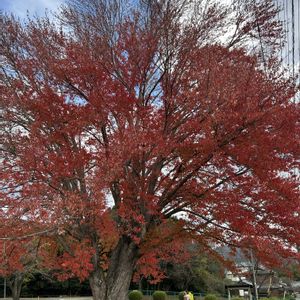 落ち葉♪,ハナノキ,ハナノキ,ハナカエデ,ハナカエデの画像