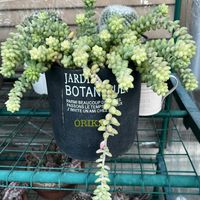 セダム,セダム,多肉,新玉つづり,新玉つづりの画像