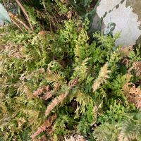 イワヒバの画像