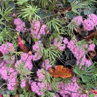 ミセバヤ,ルコウソウ,キュンキュン乙女倶楽部,HTC,【こまち多肉部】の画像