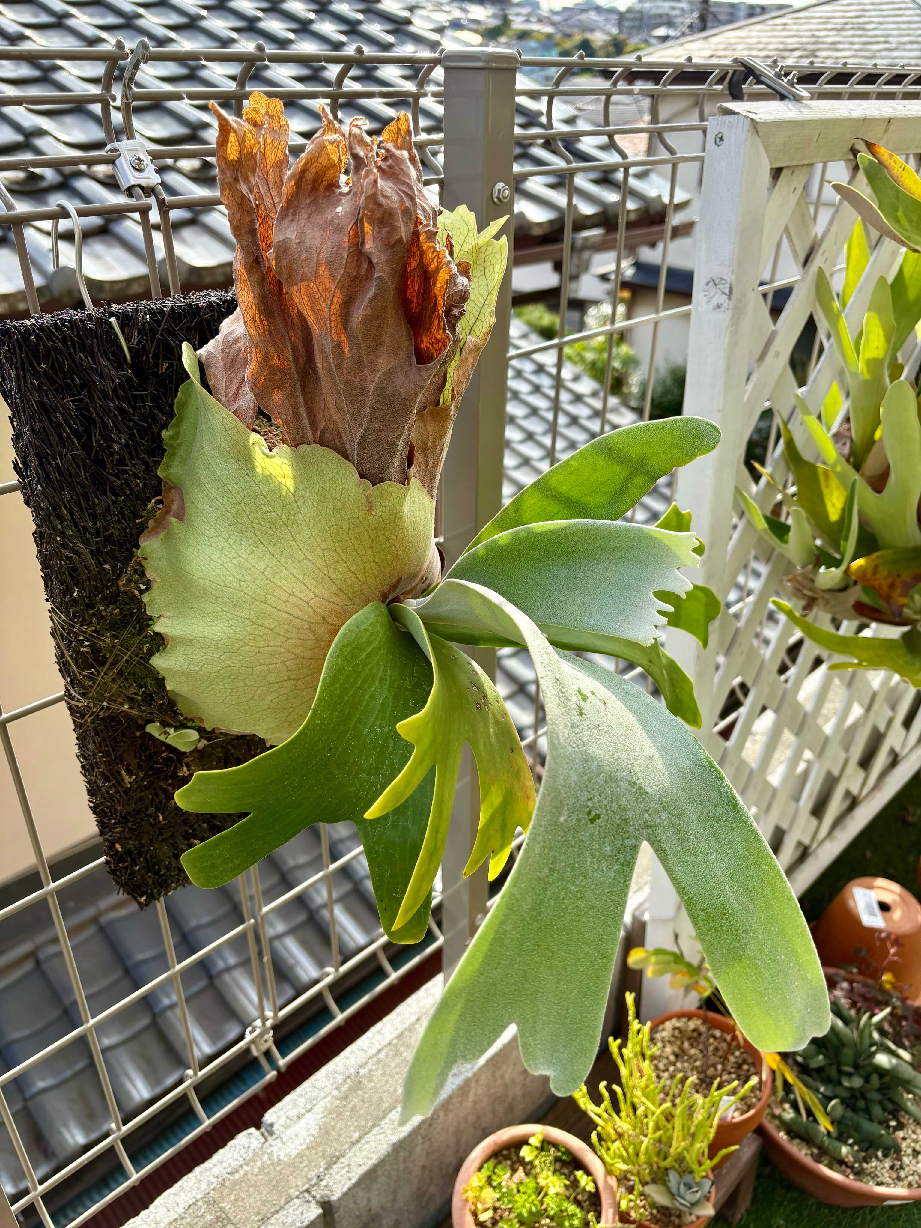 ピューチャンの子株分けのタイミングについて ビカクシダの森