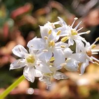 ニラ,散歩の途中で∪∵∪,白組♪の画像