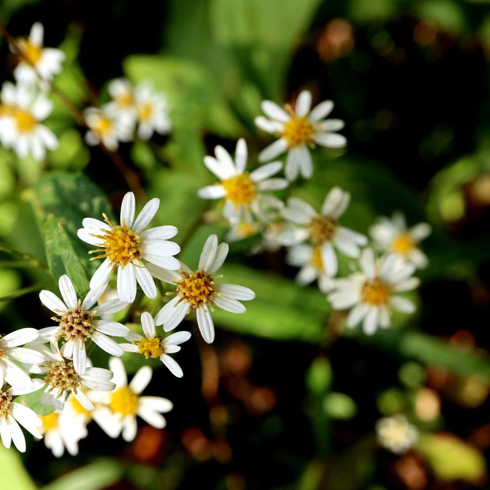 野葡萄さんの南区への投稿