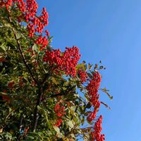 ナナカマド,菩提寺の大イチョウ,山野草,赤い実,黄葉の画像