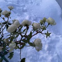 北海道,オーガニック野菜 ,スノーガーデン,キッチン,家庭菜園の画像