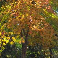 フランネルフラワー,モミジ,スダジイ,ガーデンシクラメン クレヨン,木はいいなあの画像