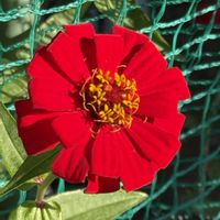 ヒャクニチソウ,ヒャクニチソウ(ジニア),鮮やかな色,ご近所さん,癒されての画像