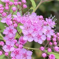 シモツケ ,シモツケ ,シモツケ ,iphone11の画像