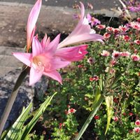 アマリリス,ヒャクニチソウ,生花・造花の画像