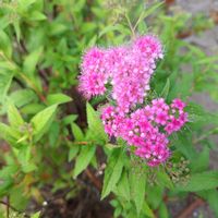 シモツケ ,今日も元気で,キュンキュン乙女倶楽部,乙女ピンク,木曜モフモフの画像