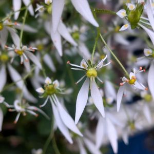 山野草,スマホ撮影,棚の画像